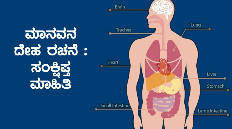 Human Body Structure