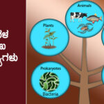 Major kingdoms of organisms