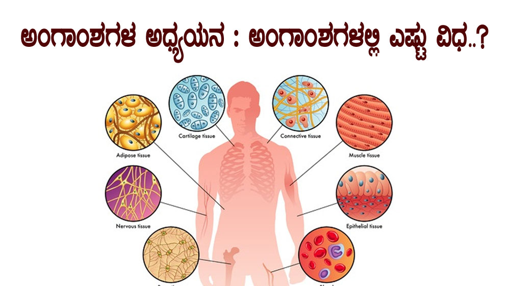 ಅಂಗಾಂಶಗಳ ಅಧ್ಯಯನ : ಅಂಗಾಂಶಗಳಲ್ಲಿ ಎಷ್ಟು ವಿಧ ..?