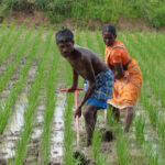 ಭಾರತದ ವ್ಯವಸಾಯ ಪದ್ಧತಿಗಳು