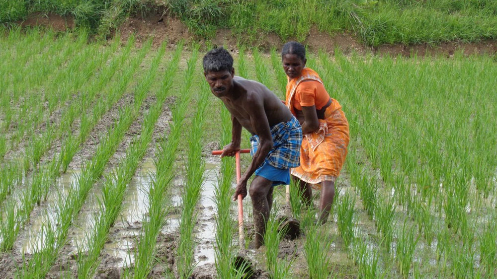 ಭಾರತದ ವ್ಯವಸಾಯ ಪದ್ಧತಿಗಳು