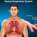 ಮಾನವನಲ್ಲಿ ಶ್ವಾಸಕ್ರಿಯೆ