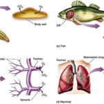 ಜೀವಿಗಳ ಉಸಿರಾಟದ ಅಂಗಗಳು ಮತ್ತು ಚಲನಾಂಗಗಳು