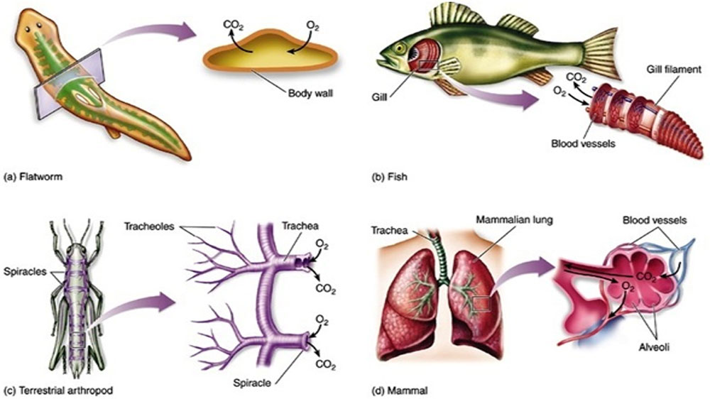 ಜೀವಿಗಳ ಉಸಿರಾಟದ ಅಂಗಗಳು ಮತ್ತು ಚಲನಾಂಗಗಳು