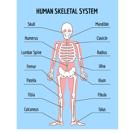 ಮಾನವನ ಅಸ್ಥಿಪಂಜರ
