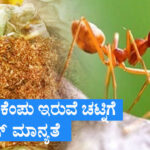 ಒಡಿಶಾದ ಕೆಂಪು ಇರುವೆ ಚಟ್ನಿಗೆ GI ಟ್ಯಾಗ್ ಮಾನ್ಯತೆ