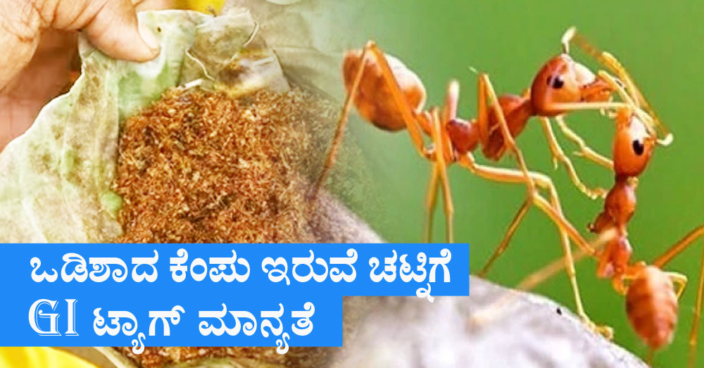 ಒಡಿಶಾದ ಕೆಂಪು ಇರುವೆ ಚಟ್ನಿಗೆ GI ಟ್ಯಾಗ್ ಮಾನ್ಯತೆ